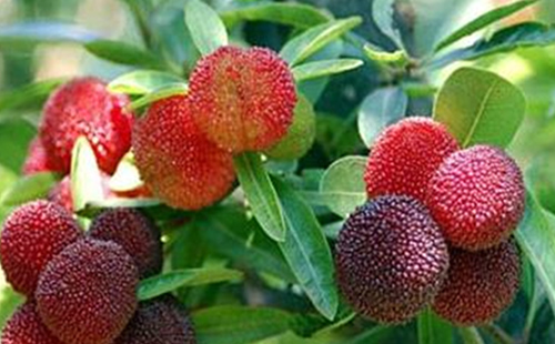 中藥矮楊梅的圖片形態(tài)及其功效與應(yīng)用！